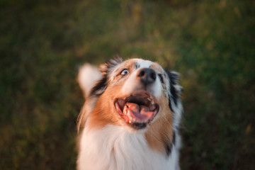 Funny and happy dog muzzle, Australian Shepherd in the grass