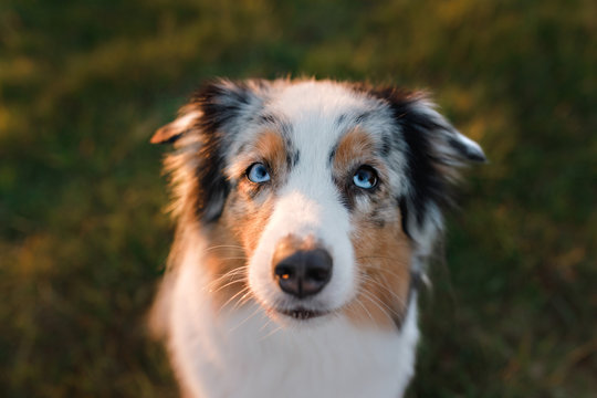 Funny and happy dog muzzle, Australian Shepherd in the grass