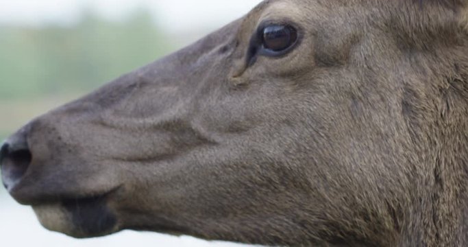 Deer face - close up - side profile - forest background