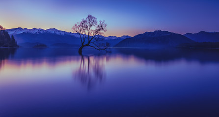The lonely tree in Lake Wanaka New Zealand