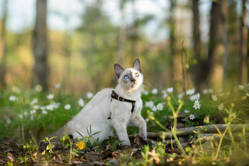Thai cat is sitting in grass. Spring