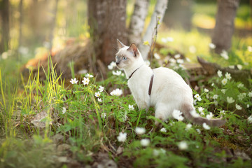 Thai cat is sitting in grass. Spring