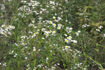 Thickets of daisies. Delicate flowers with a yellow center, surrounded by thin white petals, in the center of a floral forest glade