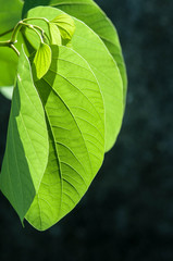 green leaves of tree