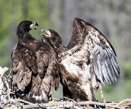 Bald eaglets