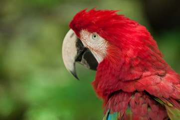 Red parrot