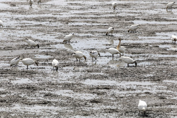 Migration des Oies des neiges forme blanche à Cap Tourmente
