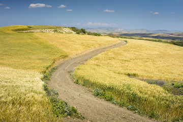 Fototapeta na wymiar pathway between wheat fields in summer day in Morocco