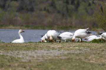 Migration des Oies des neiges forme blanche &agrave; Cap Tourmente