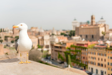 Closeup of a seagull with central Rome as background, Italy