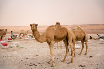 Camels of a salt caravan at the border of Erg Aouker, Tichitt, Mauritania