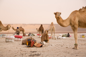 Camels of a salt caravan at the border of Erg Aouker, Tichitt, Mauritania