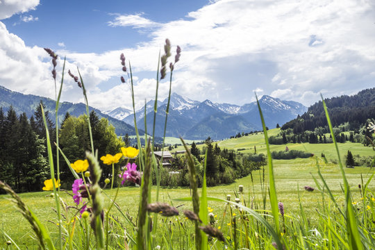 Fr&uuml;hlingswiese in den Alpen