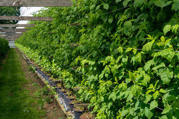 Fototapeta na wymiar Indoor bio farming in Netherlands, greenhouse with rows of cultivated raspberry plants in spring season