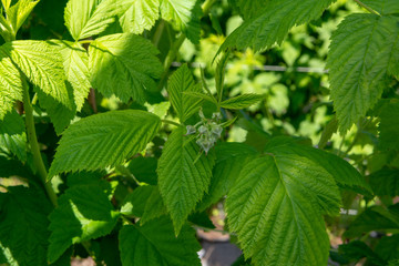 Indoor bio farming in Netherlands, greenhouse with rows of cultivated raspberry plants in spring season