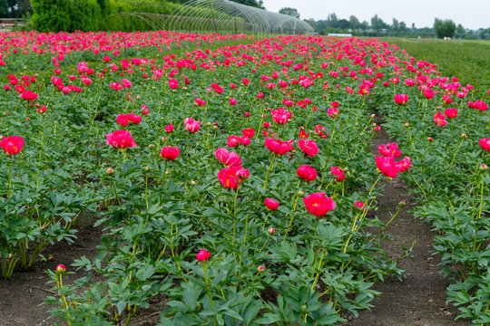 Fototapeta Colorful field with seasonal blossom of big pink peony roses flowers, countryside landscape, Dutch flowers