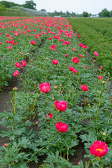 Colorful field with seasonal blossom of big pink peony roses flowers, countryside landscape, Dutch flowers