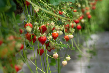 Greenhouse with rows of ripe big red lambada strawberries plants, ready for harvest, sweet tasty organic berry