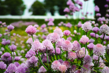 Summer blossom of chives allium plant in vegetables garden