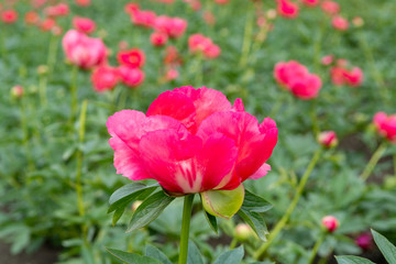 Colorful field with seasonal blossom of big pink peony roses flowers, countryside landscape, Dutch flowers