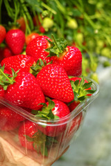 Harvesting of fresh ripe big red strawberry fruit in Dutch greenhouse