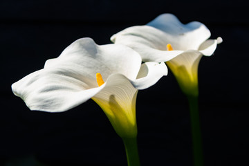Naklejka na ściany i meble White calla lily plant with flowers on black background, dark key concept