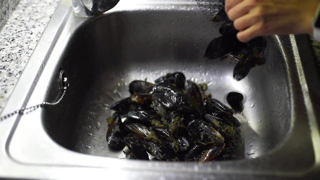 Female hands pouring out raw mussels into the sink for washing them under the water. Seafood preparation process.