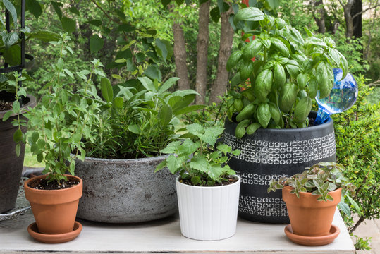 Potted Herb Garden on the Patio