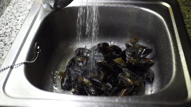 Mussels being washed under running water in sink. Seafood preparation process.
