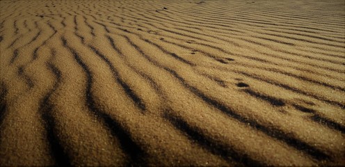 Deer Tracks in the Sand