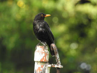 Blackbird