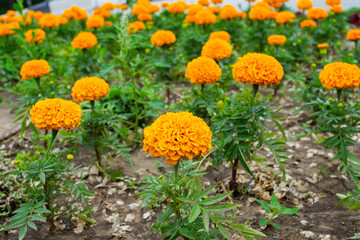 Marigold in garden