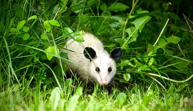 Oppossum