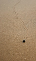 Snail path in the Sand