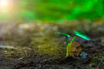 Growing plant , Young plant in the morning light on ground background, New life concept. Small plant on the ground in spring.
