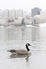 canadian goose