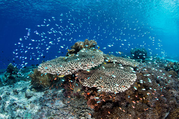 Obraz na płótnie Canvas Beautiful Fish and Corals in Alor, Indonesia