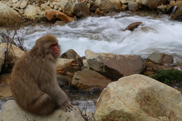 Japanese Snow Monkey Stares at Rushing River 