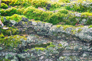 Fototapeta premium Green moss growth on the trunk of an tree