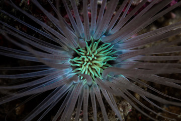 Tube Anemone in Indonesia