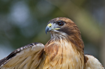 Ready of Fly