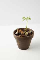 close-up view of single green plant and dried leaves on soil in pot on grey