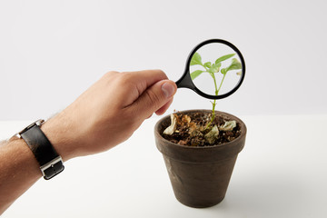 partial view of person holding magnifying glass and green plant in pot on grey
