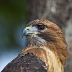 Noble Hawk