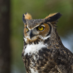 Great  Horned Owl