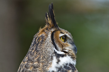 Great  Horned Owl Profile
