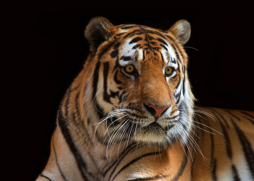 Close up portrait of one male tiger looking to viewers right. The largest cat species, most recognizable for its pattern of dark vertical stripes on reddish orange fur with a lighter underside.