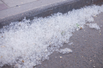 Poplar fluff on ground. Springtime allergy concept