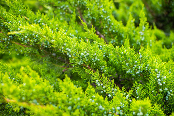 Thuja orientalis or Pine Tree with soft focus, macro shot, for background or texture use. Beautiful green christmas leaves of Thuja trees