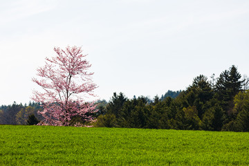 北海道の蝦夷山桜